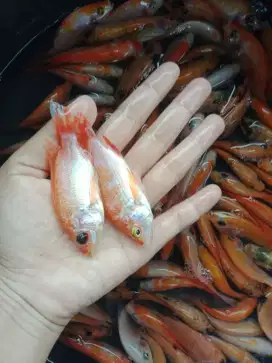 Jual bibit ikan nila merah super di Palembang