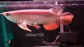 Arwana arowana ikan golden red super red silver albino