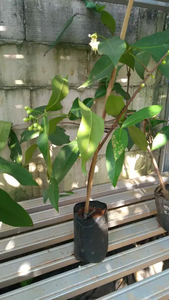 Cangkok Jambu Madu Delhi