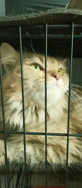KUCING LEPAS ADOPSI
