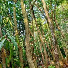 Jual pohon trembesi