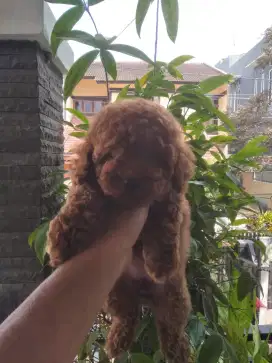 Poodle jantan betina good quality