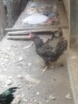Ayam bred rock impor