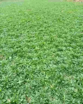 Tukang taman jual rumput gajah mini