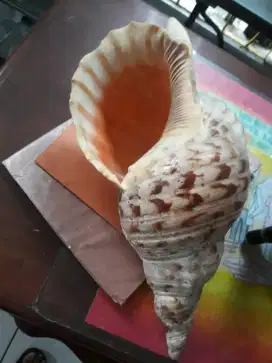 2 Buah Kerang Lawas