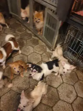 Ras kecil imut mini