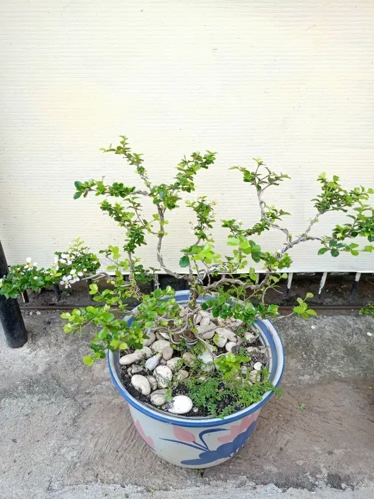 Tumbuhan Tanaman pohon serutan