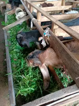 Paket Kambing Aqiqah