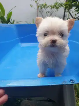 Dog ras kecil 2.5 bln
