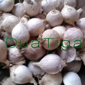 Jual Bawang Putih Tunggal (Bawang Langka)