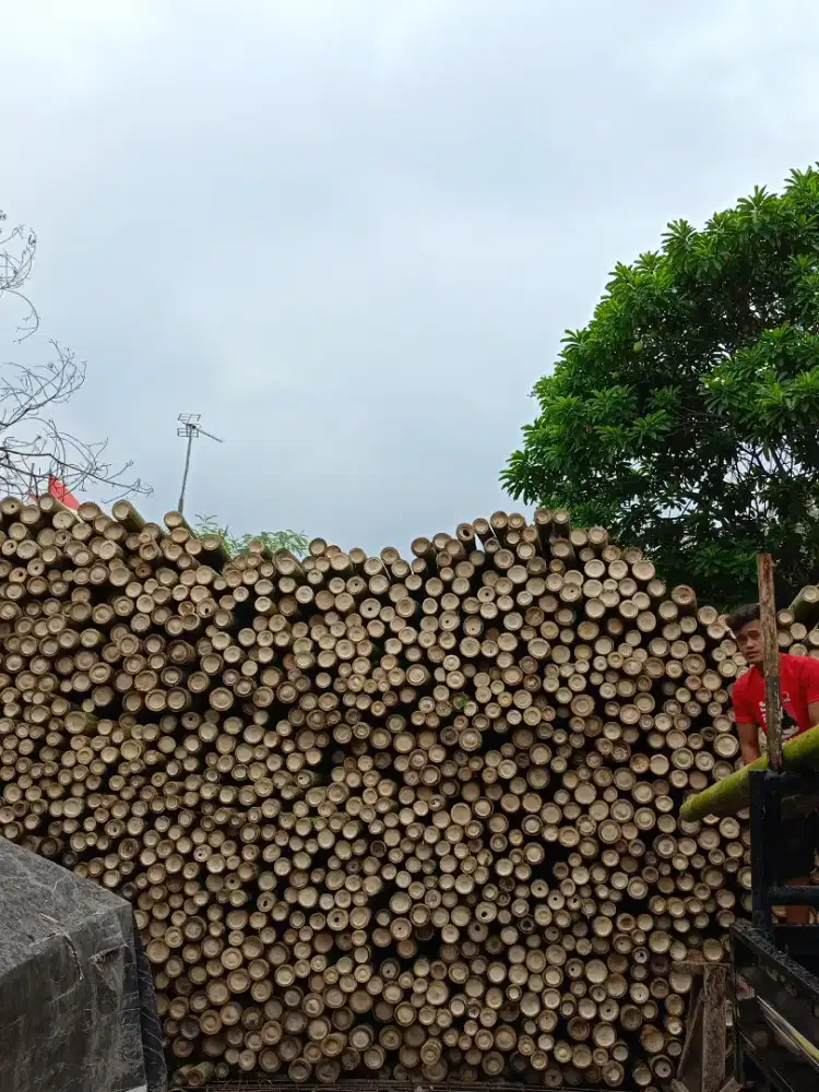 Jual bambu stger dan Dolken