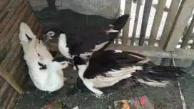 Mentok entok jantan dan betina basong karkas daging