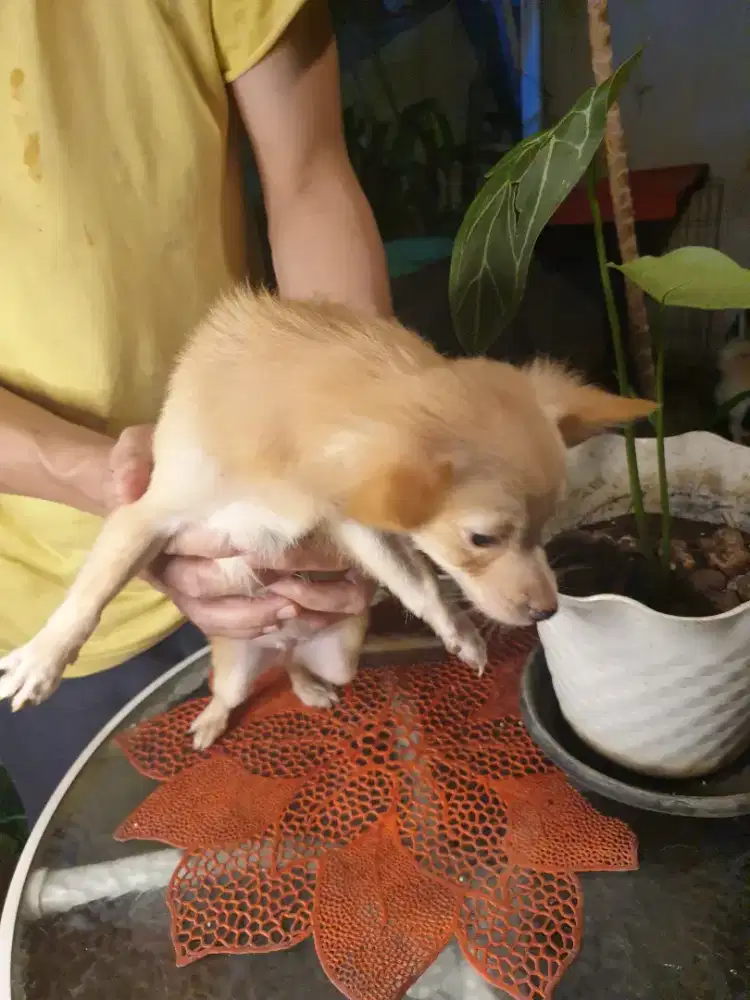 Beli2 dapet3 Chihuahua 3 bulan siap adopt