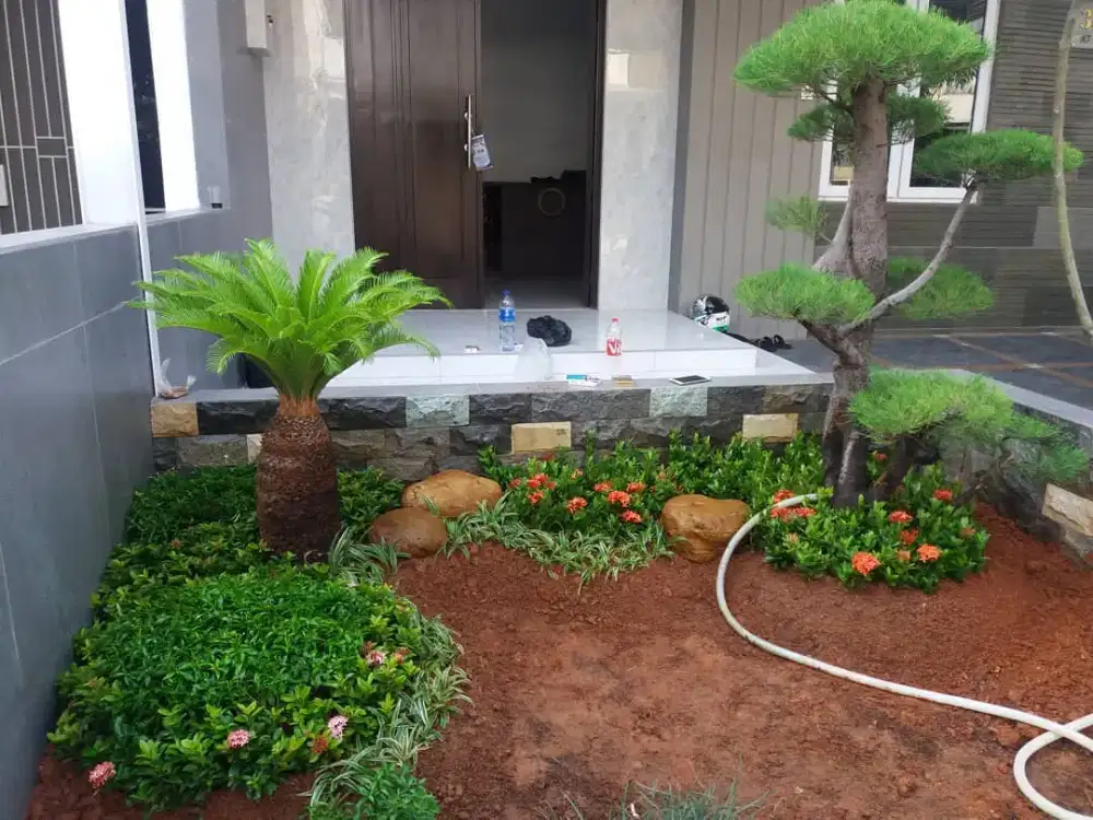 Jual murah rumput gajah mini taman minimalis