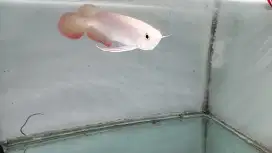 Arwana super red chili ITL ikan hias arowana sr sepauk
