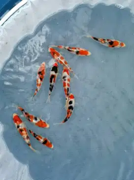 Koi kualitas import super size 10-15cm