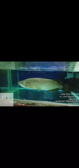 Arowana mutiara