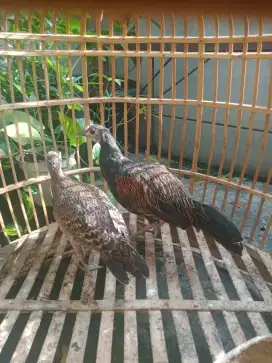 Green junglefowl