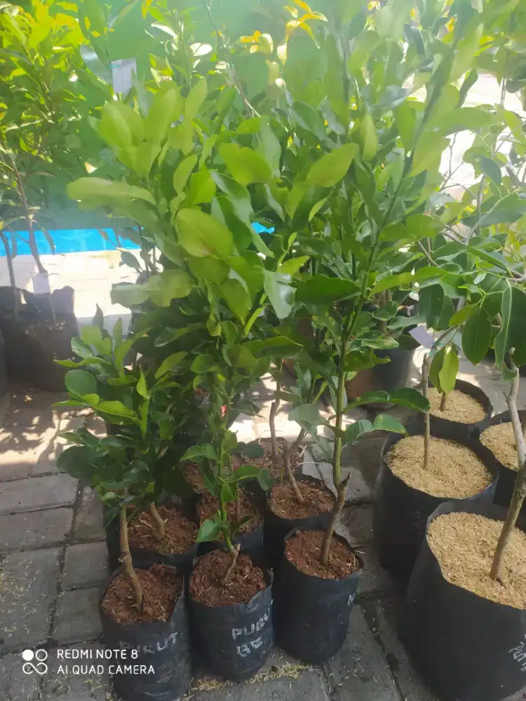 Tanaman buah jeruk purut