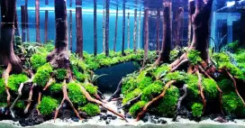 Design tema natural simple design aquascape 60cm