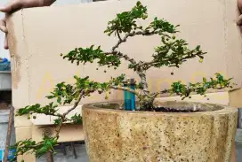 Bonsai Hokianti Buah