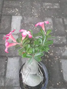 BONSAI KAMBOJA JEPANG (MLUNGKER)