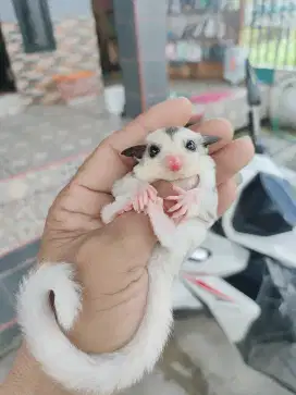 Sugar glider Mosaik jantan betina
