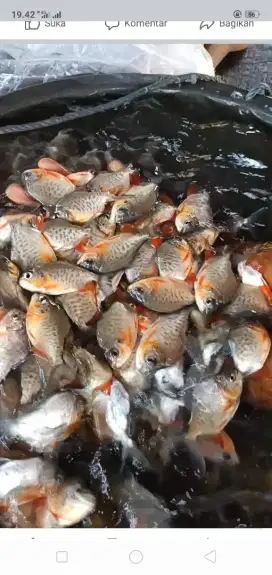 Bibit ikan bawal