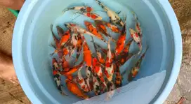 Ikan koi murah berkualitas