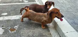 Jasa pacak | stud pejantan miniature tekel |Dachshund (stanbum)