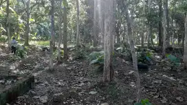 Tanah Kebun Jati Investasi Masa Tua