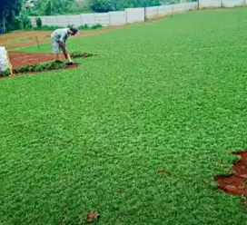 tukang rumput gajah mini