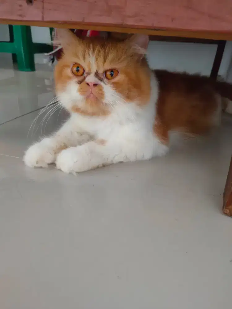 Jasa pacak kucing flaknose