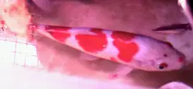 Ikan Koi Kohaku 3 Step Merah 25cm