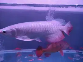 Ikan Arwana Golden Red sertifikat 45 cm