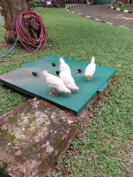 ANAKAN AYAM WHITE LEGHORN PETELUR TERBAIK DUNIA AYAM PUTIH 1 BULAN