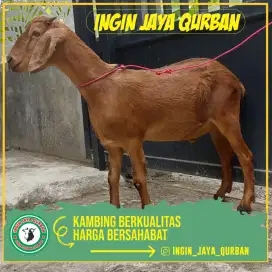 Kambing Qurban ukuran sedang