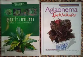 Buku Tanaman Hias Anturium Trubus, Aglaonema Spektakuler Mulus