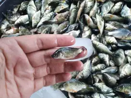 Baby fish ikan mas, ikan mas balita