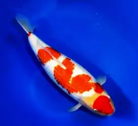 Quality danichi kohaku ginrin size 72cm male