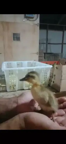 DOD BEBEK MOJOSARI BETINA