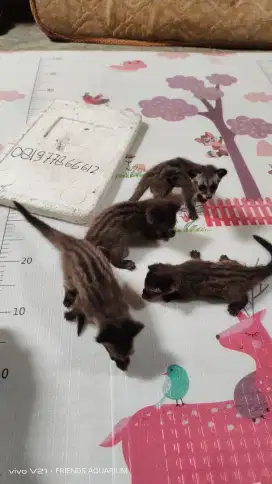 Musang pandan  200