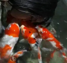 IKAN KOI KOI BERKUALITAS