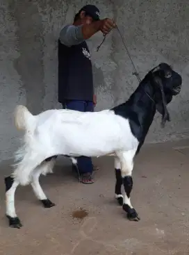 Kambing PE dan Besar, Kambing Super, Kambing Murah