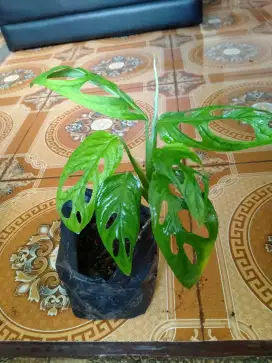 Tanaman Hias Janda Bolong (Monstera AdanSonii)