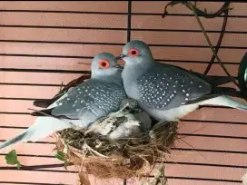 Burung perkutut australia diamond dove