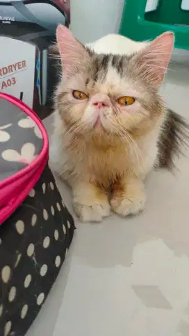 Kucing peaknose exo jasa pacak
