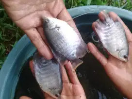 Bibit ikan gurame