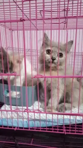 Lepas adopsi kitten lucu