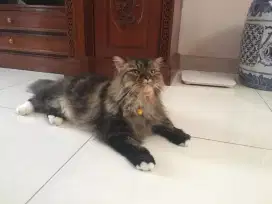 Termurah jasa grooming anjing kucing panggilan cukur bulu mandi rumah